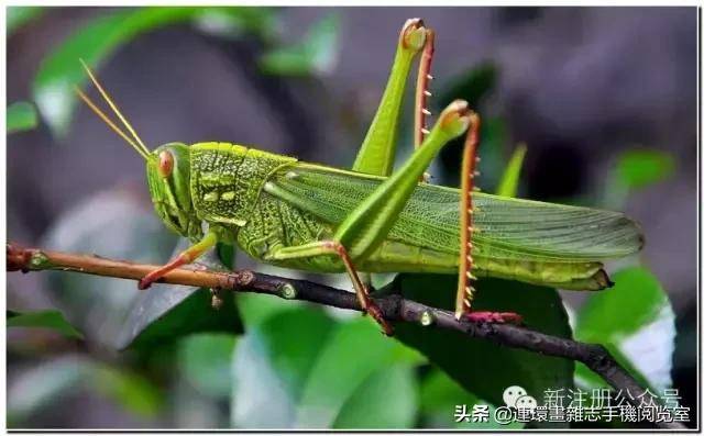 蟋蟀是益虫还是害虫（蟋蟀进屋是什么征兆）