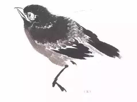 分步骤详解，写意翎毛基本画法，从结构到姿态，跟着学有大收获