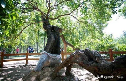 东方紫酒多少钱一瓶(2020东方紫酒价目表)