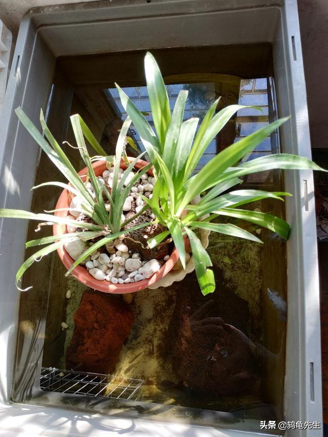 草龟怎么养更有灵性（草龟干养还是水养好）