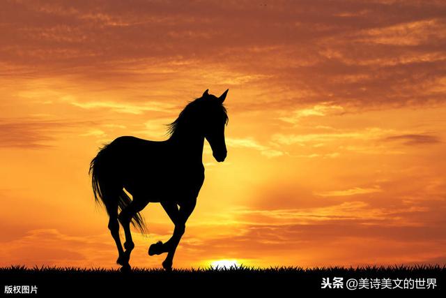 为什么好马不吃回头草（好马不吃回头草什么意思）