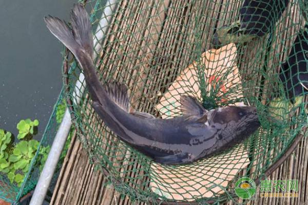 长江鮰鱼多少钱一斤(长江鮰鱼怎么做好吃)