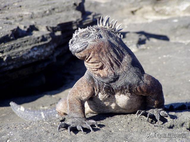 常见爬行动物有哪些（爬行动物有哪些种类）