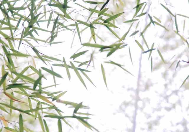 《严郑公宅同咏竹》唐 杜甫