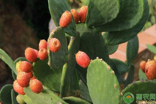 悠悠果的功效与作用（悠悠果怎么吃哪部分）