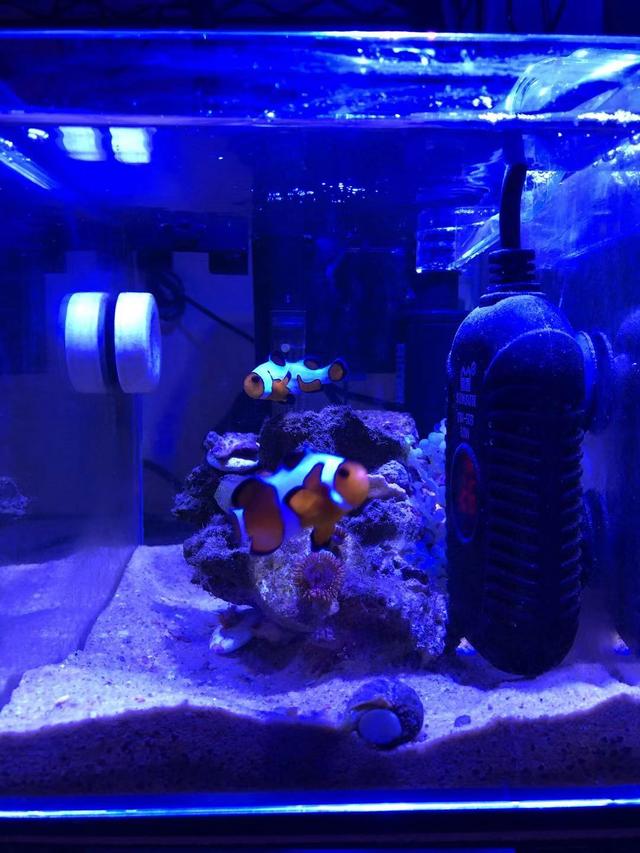 小丑鱼怎么养（新手最简单养小丑鱼的方法）