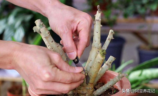 沙漠玫瑰有毒吗（沙漠玫瑰的养殖方法和注意事项）