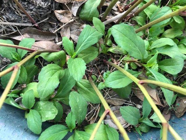野菜有哪些常见品种(农村100种野菜图片)