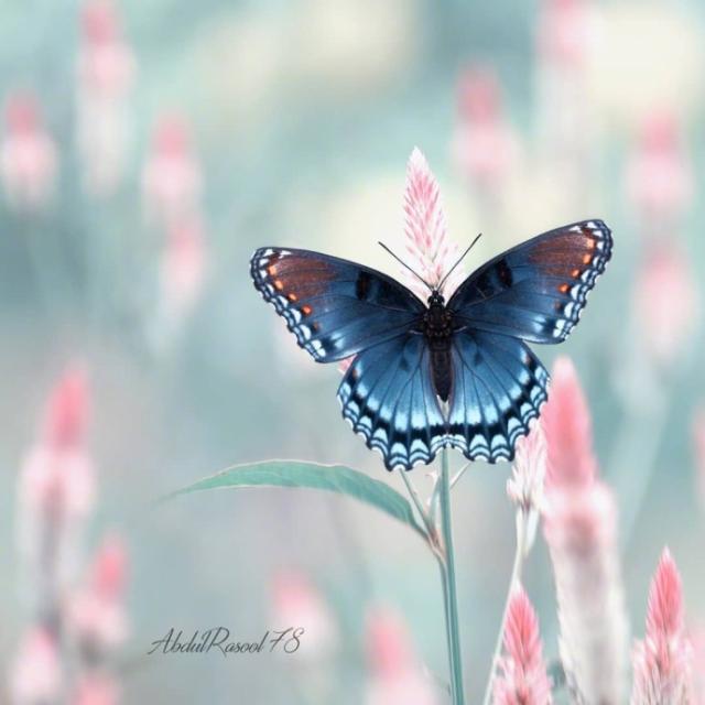 被爱的人有恃无恐(下一句上一句是什么)