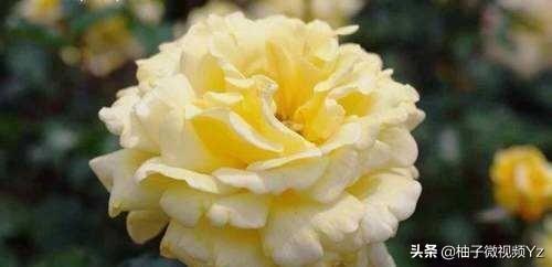 大智若愚是什么意思？大智若愚的女人很可怕！