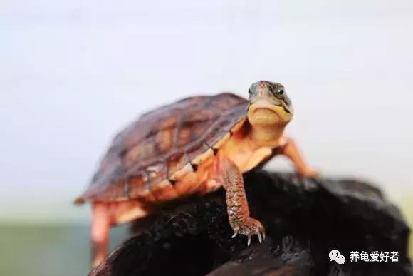 什么龟好养(十大最好养的乌龟又好看活得久)