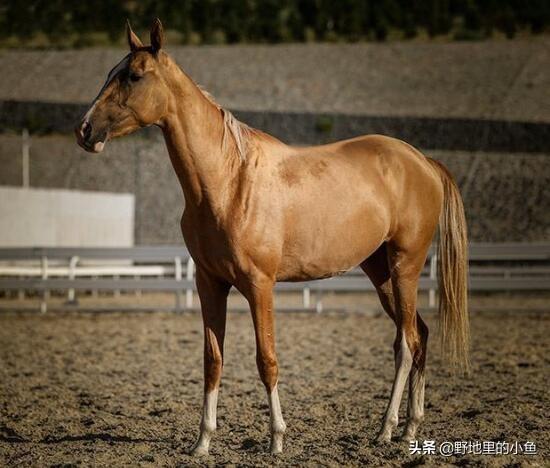 汗血宝马多少钱一匹（一匹成年汗血宝马价格是多少）