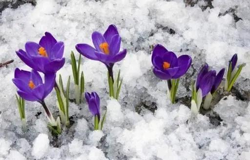 名贵花草排名(名贵花卉图片名称大全)