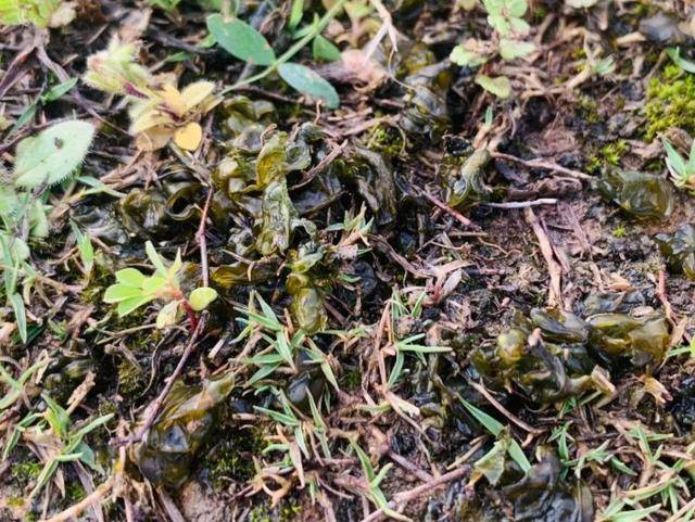 野菜有哪些常见品种(农村100种野菜图片)