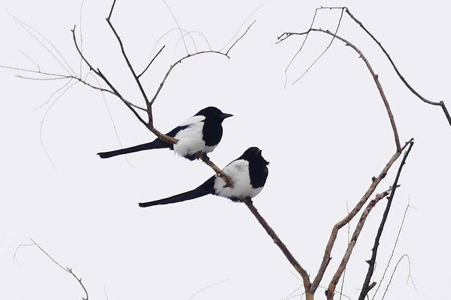 喜鹊吃什么食物（喜鹊吃生大米吗）