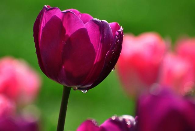 紫色郁金香花语和寓意(内附各种颜色郁金香花语)