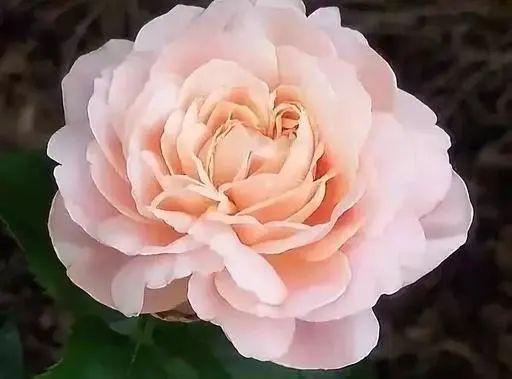 名贵花草排名(名贵花卉图片名称大全)