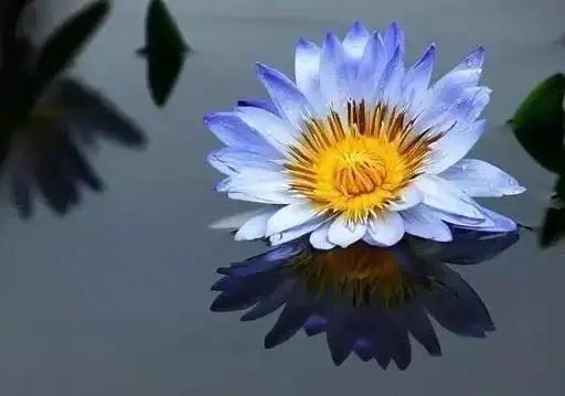 名贵花草排名(名贵花卉图片名称大全)