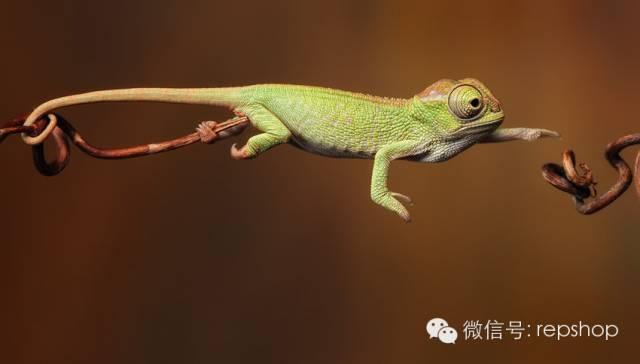 020变色龙多少钱一只？国王变色龙价格表！