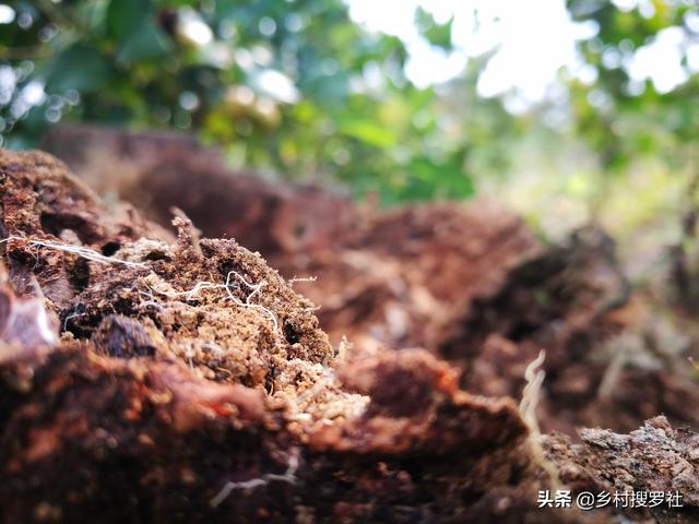 松树皮种兰花需加土吗_松树皮种兰花的方法