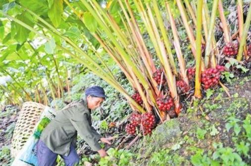 什么是草果 草果的功效与作用