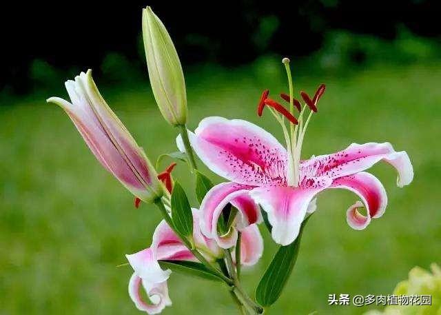 香水百合怎么养（香水百合的养殖方法和注意事项）