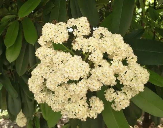 石楠的味道（石楠花的味道像什么）