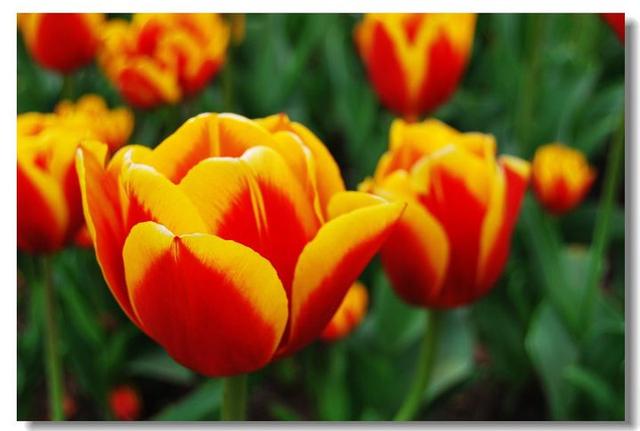 紫色郁金香花语和寓意(内附各种颜色郁金香花语)