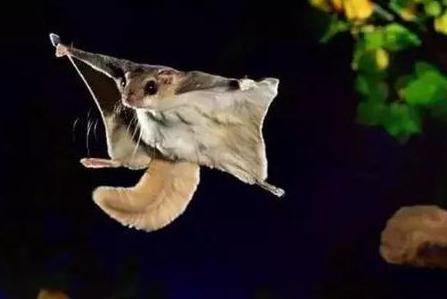 陕西天坑群发现飞鼠，一跳可飞百米远，原来它就是传说中的寒号鸟