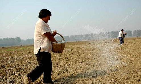 生石灰是什么(生石灰什么时候撒最合适)