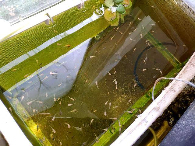 孔雀鱼多久喂一次(怎么判断孔雀鱼生完了)