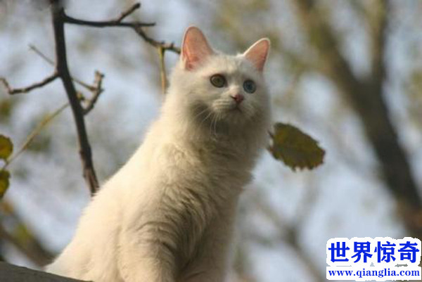 中华田园猫多少钱一只（中华田园猫价格列表）