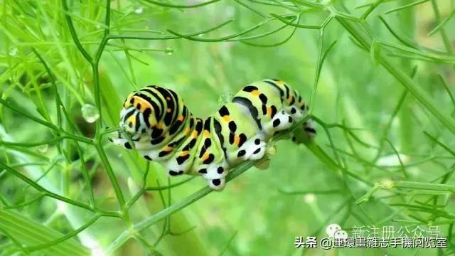 蟋蟀是益虫还是害虫（蟋蟀进屋是什么征兆）