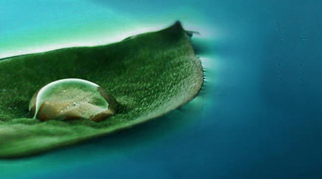 玉阶生白露,夜久侵罗袜。就叫白露生吧!