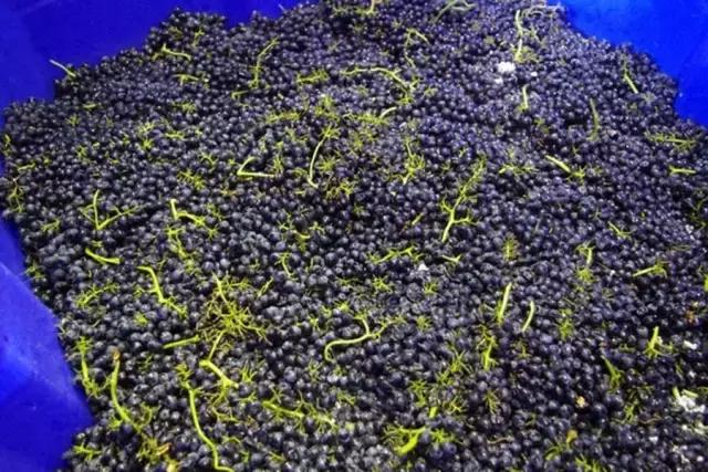 葡萄酒品鉴入门之什么是单宁？