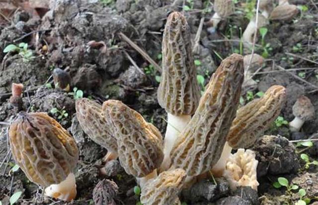 羊肚菌多少钱一斤(羊肚菌目前价格)