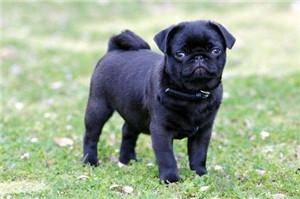 小型犬的品种及图片(小型犬狗品种大全)