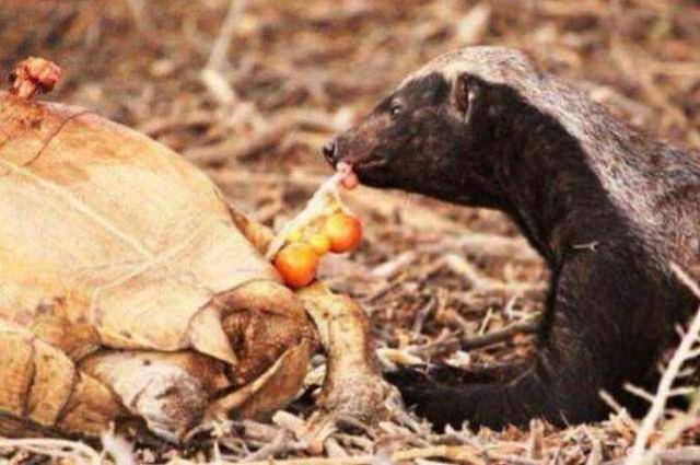 平头哥蜜獾经典语录（平头哥蜜獾为什么啥都不怕）