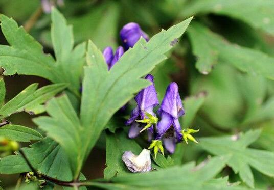乌头草有毒吗？中毒症状有哪些？