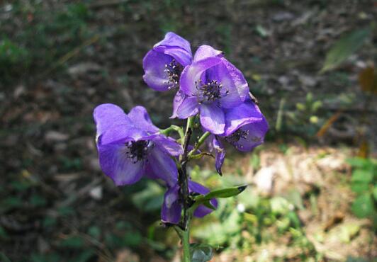 乌头草有毒吗？中毒症状有哪些？