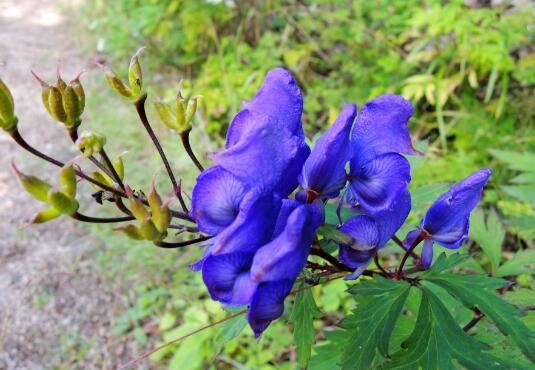 乌头草有毒吗？中毒症状有哪些？