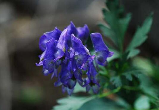 乌头草有毒吗？中毒症状有哪些？