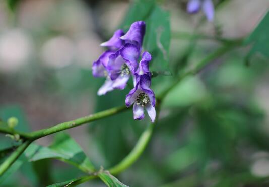 乌头草有毒吗？中毒症状有哪些？