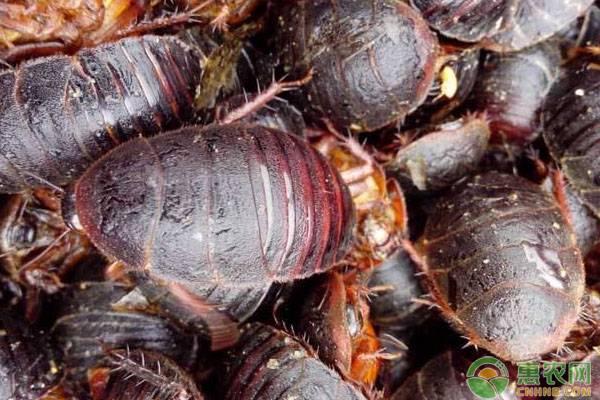 土元的功效与作用（土元的别名叫什么）