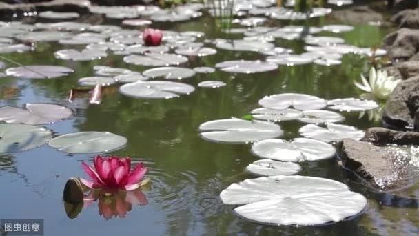 自来水养鱼怎么才不死？自来水养鱼怎么处理水