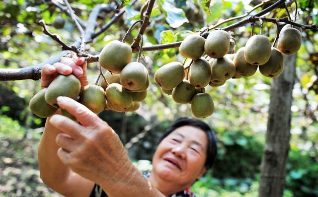 猕猴桃根的功效与作用(猕猴桃根的禁忌)