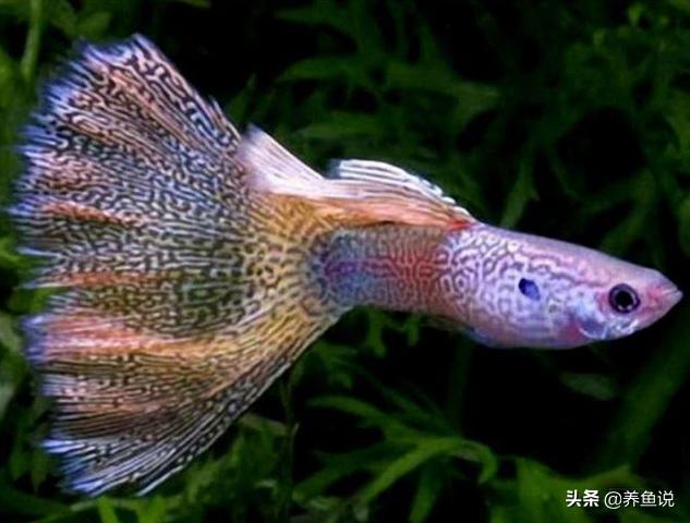 孔雀鱼怎么养不容易死（孔雀鱼养不死的秘密）