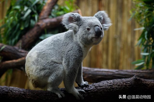 树懒和考拉的区别（树懒和考拉是一个动物吗）