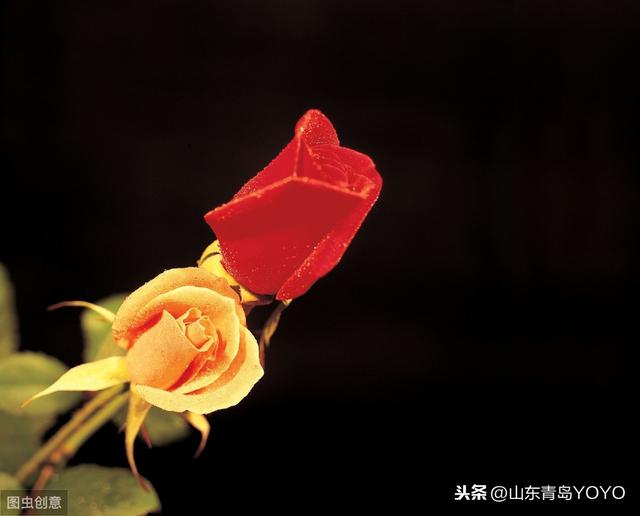 蓝玫瑰花语是什么(送蓝玫瑰代表这个寓意)