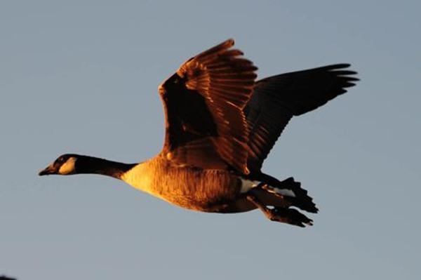 惆怅此情难寄(上一句鸿雁在云鱼在水典故)
